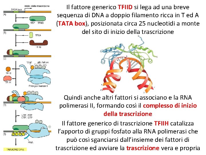 Il fattore generico TFIID si lega ad una breve sequenza di DNA a doppio