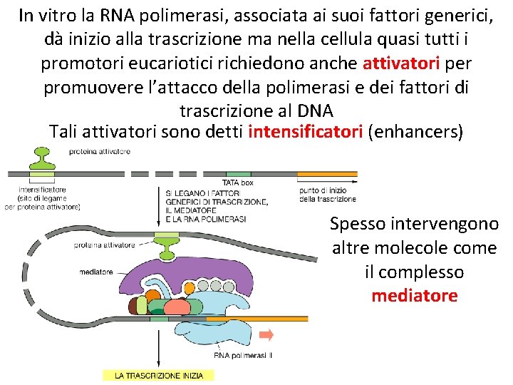 In vitro la RNA polimerasi, associata ai suoi fattori generici, dà inizio alla trascrizione