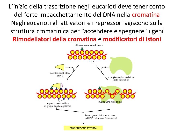 L’inizio della trascrizione negli eucarioti deve tener conto del forte impacchettamento del DNA nella