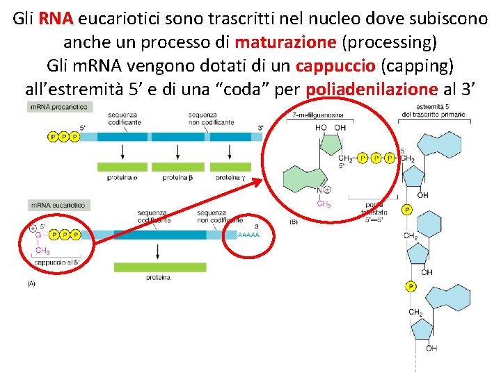 Gli RNA eucariotici sono trascritti nel nucleo dove subiscono anche un processo di maturazione