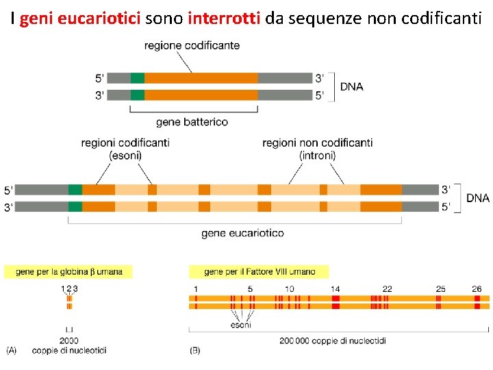 I geni eucariotici sono interrotti da sequenze non codificanti 