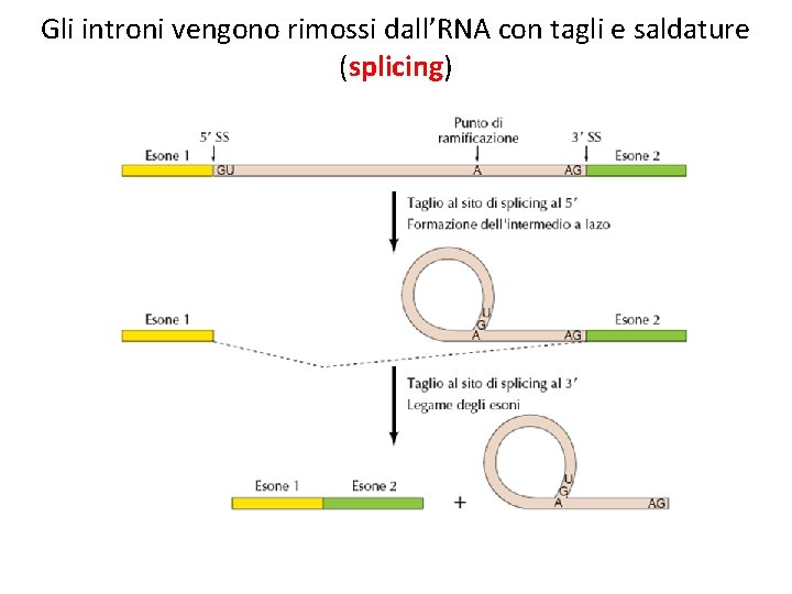 Gli introni vengono rimossi dall’RNA con tagli e saldature (splicing) 