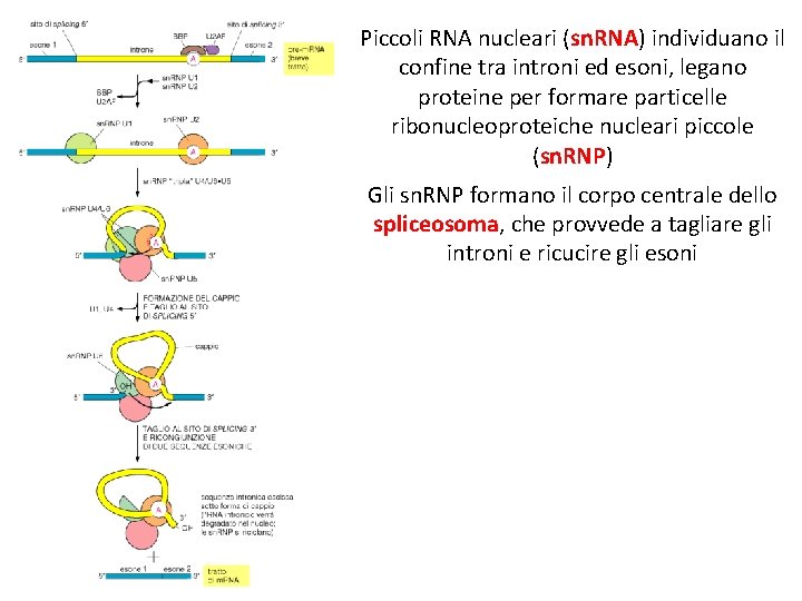 Piccoli RNA nucleari (sn. RNA) individuano il confine tra introni ed esoni, legano proteine