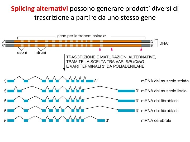 Splicing alternativi possono generare prodotti diversi di trascrizione a partire da uno stesso gene