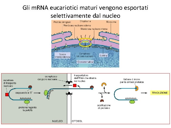 Gli m. RNA eucariotici maturi vengono esportati selettivamente dal nucleo 