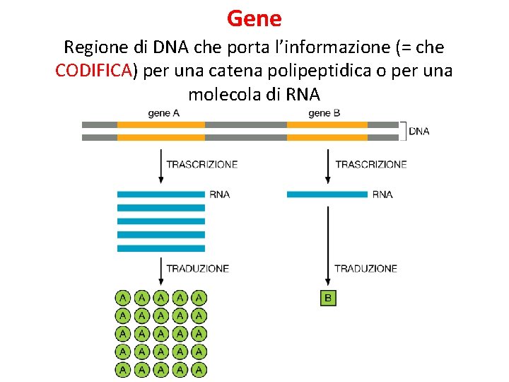 Gene Regione di DNA che porta l’informazione (= che CODIFICA) per una catena polipeptidica