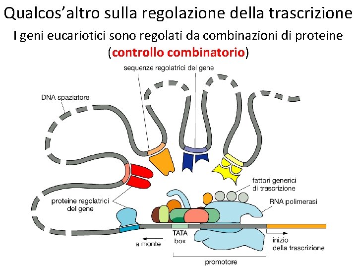 Qualcos’altro sulla regolazione della trascrizione I geni eucariotici sono regolati da combinazioni di proteine