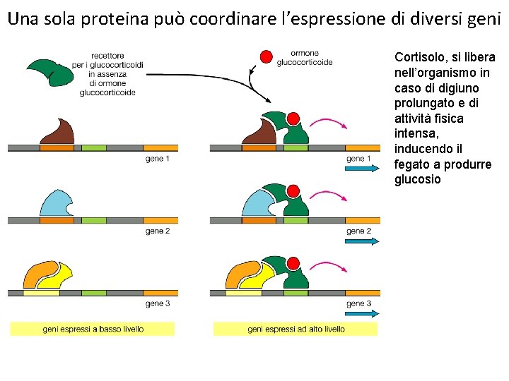 Una sola proteina può coordinare l’espressione di diversi geni Cortisolo, si libera nell’organismo in