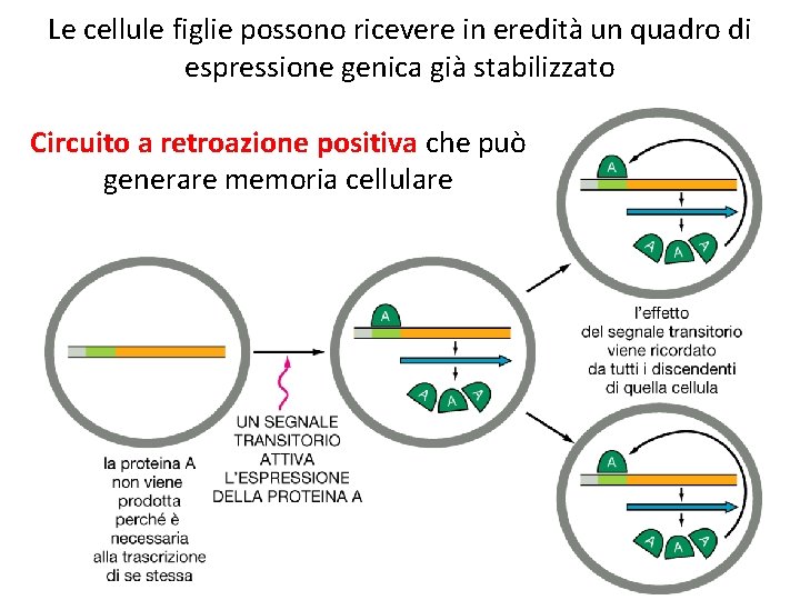 Le cellule figlie possono ricevere in eredità un quadro di espressione genica già stabilizzato