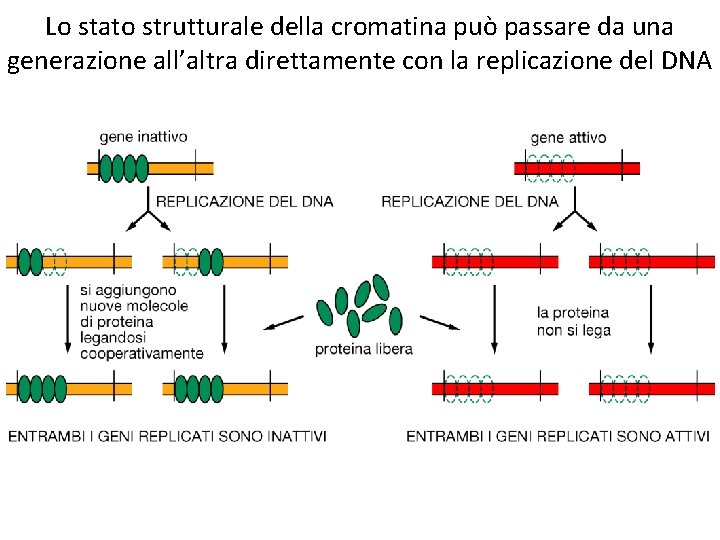 Lo stato strutturale della cromatina può passare da una generazione all’altra direttamente con la