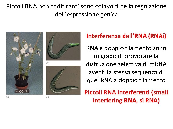 Piccoli RNA non codificanti sono coinvolti nella regolazione dell’espressione genica Interferenza dell’RNA (RNAi) RNA