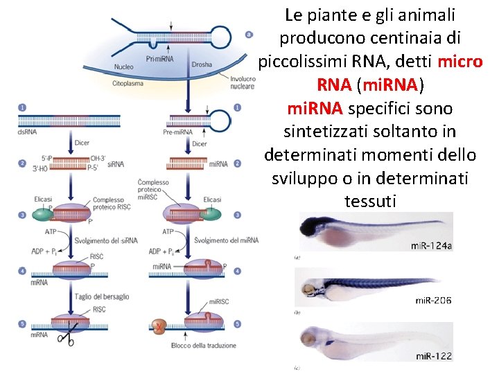 Le piante e gli animali producono centinaia di piccolissimi RNA, detti micro RNA (mi.