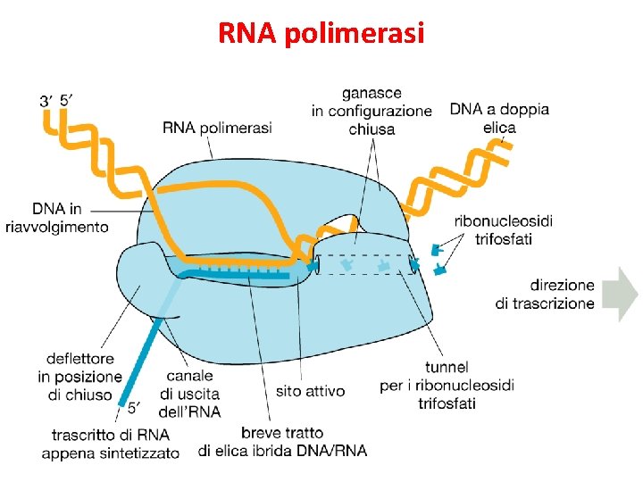 RNA polimerasi 