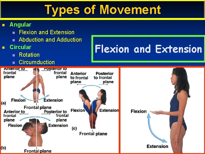 Types of Movement n n Angular n Flexion and Extension n Abduction and Adduction