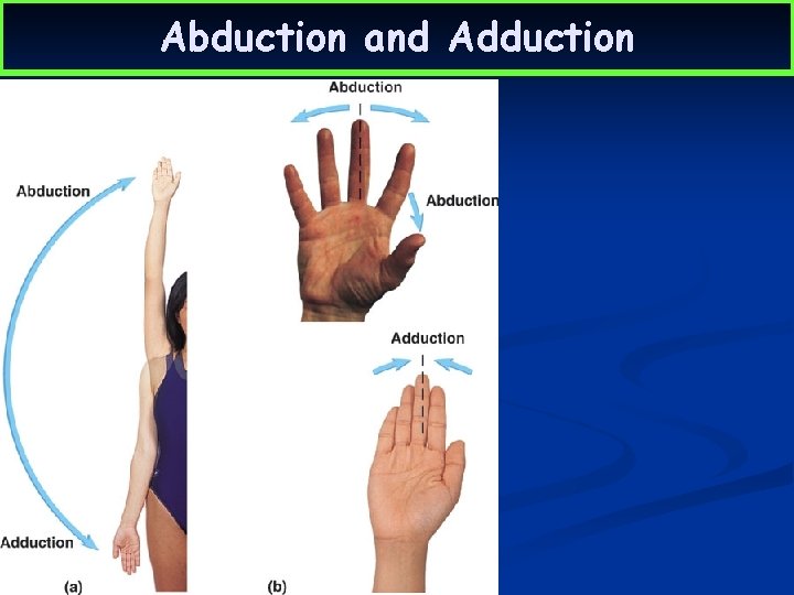 Abduction and Adduction 