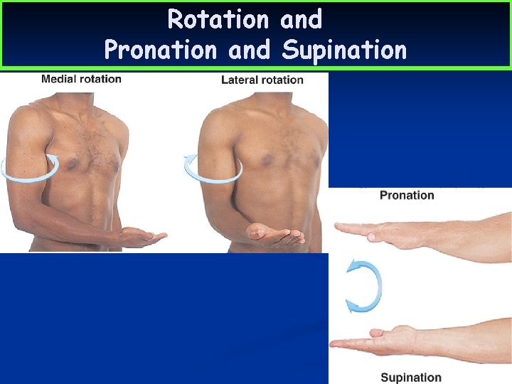 Rotation and Pronation and Supination 