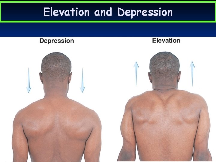 Elevation and Depression 