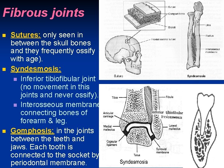Fibrous joints n n n Sutures: only seen in between the skull bones and