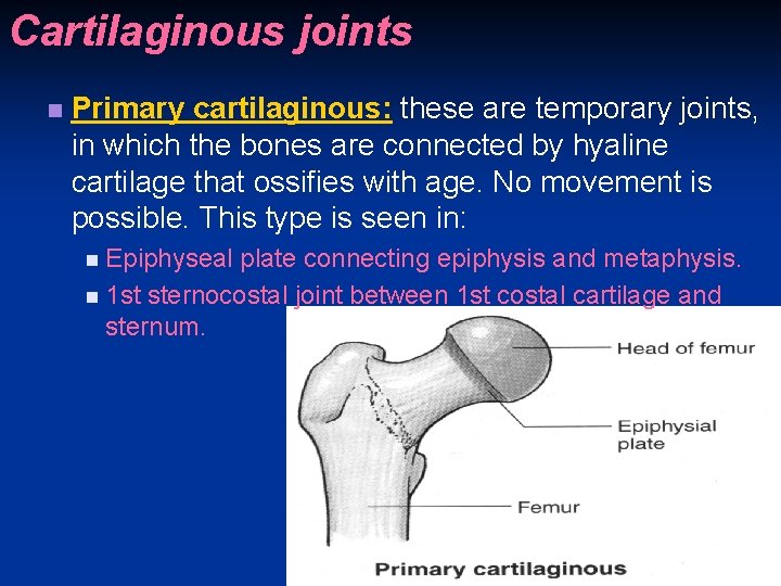 Cartilaginous joints n Primary cartilaginous: these are temporary joints, in which the bones are