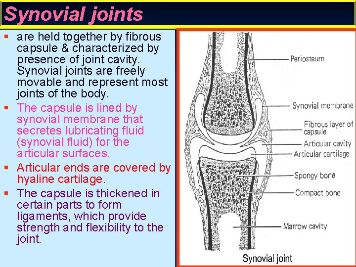 Synovial joints § are held together by fibrous capsule & characterized by presence of