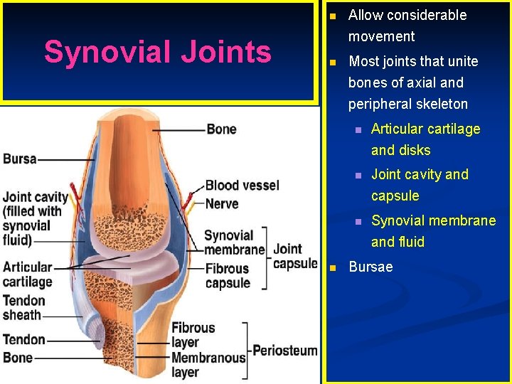 Synovial Joints n Allow considerable movement n Most joints that unite bones of axial