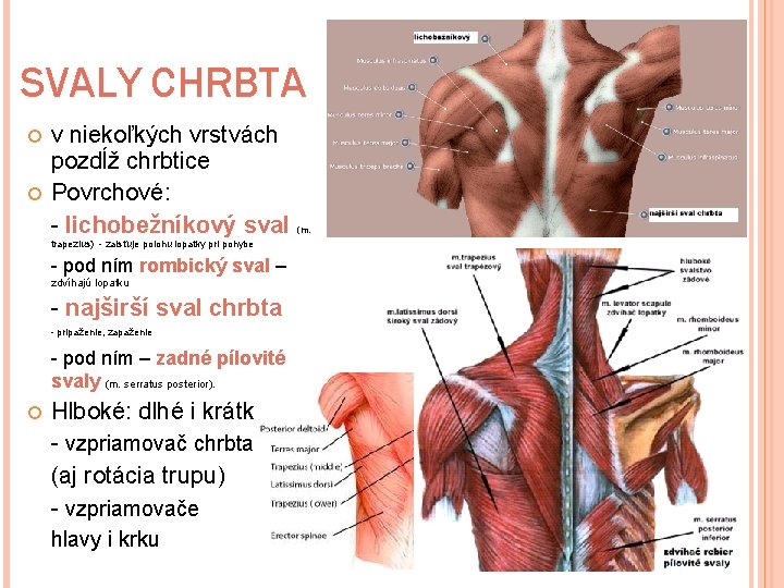 SVALY CHRBTA v niekoľkých vrstvách pozdĺž chrbtice Povrchové: - lichobežníkový sval (m. trapezius) -