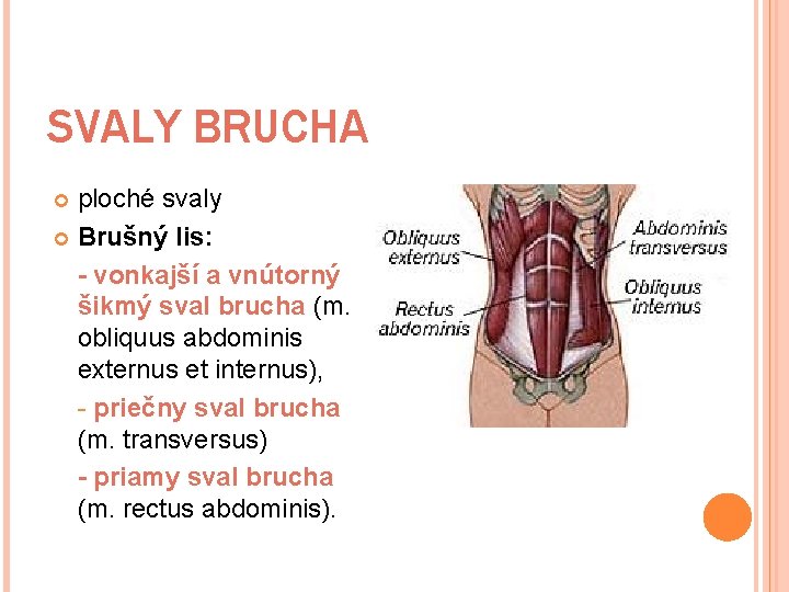 SVALY BRUCHA ploché svaly Brušný lis: - vonkajší a vnútorný šikmý sval brucha (m.
