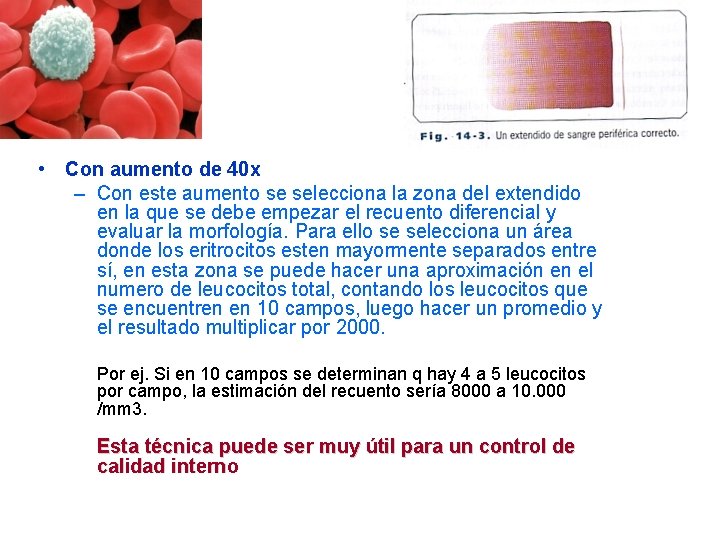 • Con aumento de 40 x – Con este aumento se selecciona la • Con aumento de 40 x – Con este aumento se selecciona la