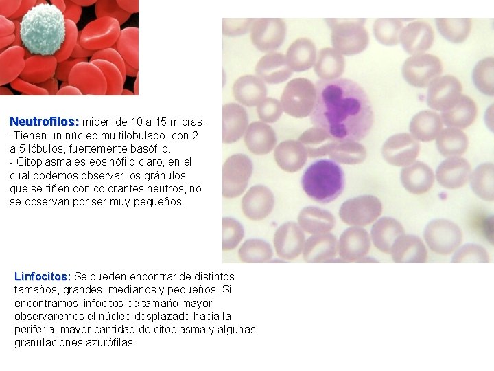 Neutrofilos: miden de 10 a 15 micras. -Tienen un núcleo multilobulado, con 2 a Neutrofilos: miden de 10 a 15 micras. -Tienen un núcleo multilobulado, con 2 a