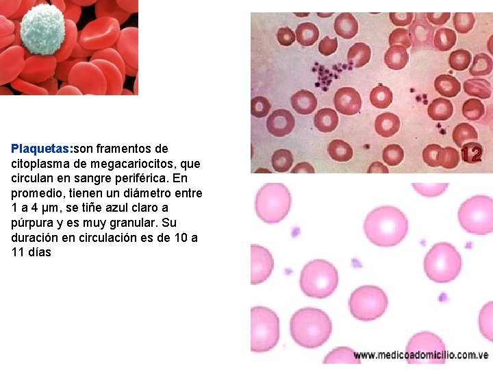 Plaquetas: son framentos de citoplasma de megacariocitos, que circulan en sangre periférica. En promedio, Plaquetas: son framentos de citoplasma de megacariocitos, que circulan en sangre periférica. En promedio,