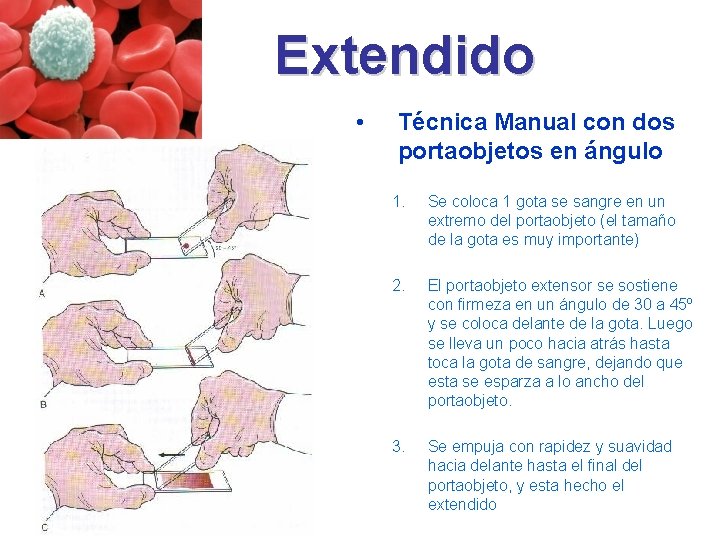 Extendido • Técnica Manual con dos portaobjetos en ángulo 1. Se coloca 1 gota Extendido • Técnica Manual con dos portaobjetos en ángulo 1. Se coloca 1 gota