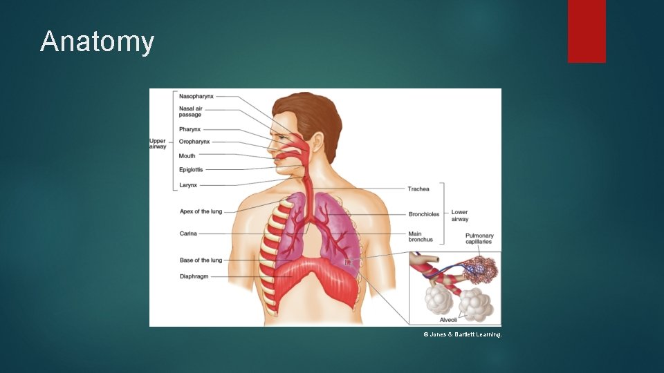 Anatomy © Jones & Bartlett Learning. Anatomy © Jones & Bartlett Learning.