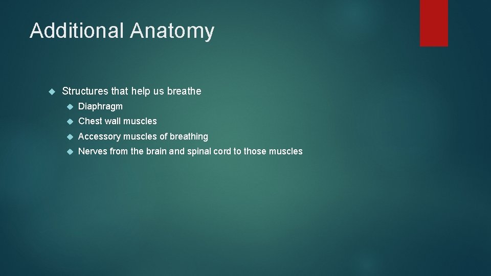 Additional Anatomy Structures that help us breathe Diaphragm Chest wall muscles Accessory muscles of Additional Anatomy Structures that help us breathe Diaphragm Chest wall muscles Accessory muscles of