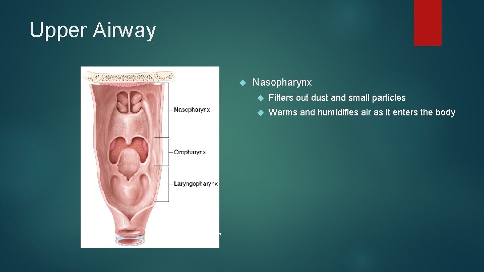 Upper Airway © Jones & Bartlett Learning. Nasopharynx Filters out dust and small particles Upper Airway © Jones & Bartlett Learning. Nasopharynx Filters out dust and small particles