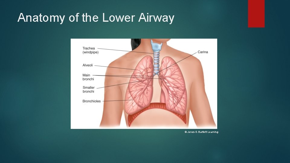 Anatomy of the Lower Airway © Jones & Bartlett Learning. Anatomy of the Lower Airway © Jones & Bartlett Learning.