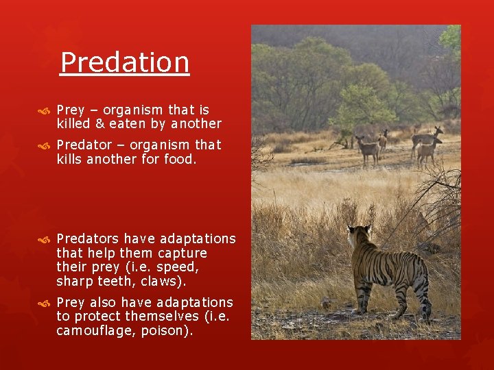 Predation Prey – organism that is killed & eaten by another Predator – organism