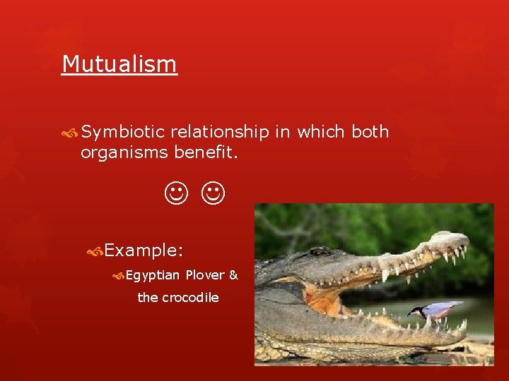 Mutualism Symbiotic relationship in which both organisms benefit. Example: Egyptian Plover & the crocodile