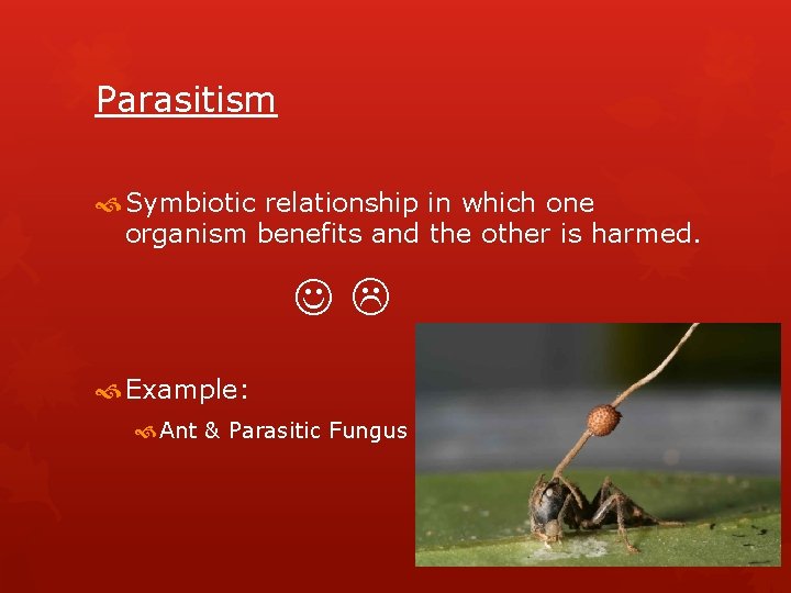 Parasitism Symbiotic relationship in which one organism benefits and the other is harmed. Example: