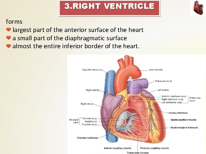 3. RIGHT VENTRICLE forms largest part of the anterior surface of the heart a 3. RIGHT VENTRICLE forms largest part of the anterior surface of the heart a