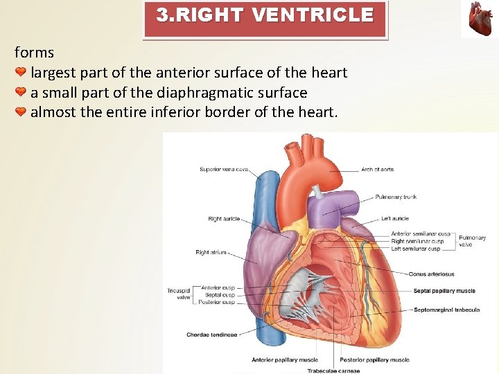 3. RIGHT VENTRICLE forms largest part of the anterior surface of the heart a