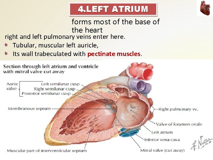 4. LEFT ATRIUM forms most of the base of the heart right and left 4. LEFT ATRIUM forms most of the base of the heart right and left