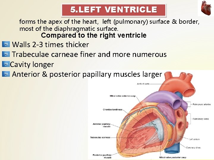 5. LEFT VENTRICLE forms the apex of the heart, left (pulmonary) surface & border,