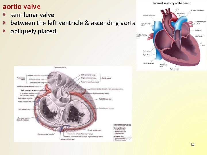 aortic valve semilunar valve between the left ventricle & ascending aorta obliquely placed. 14