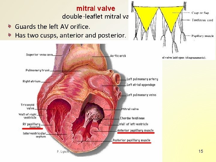 mitral valve double-leaflet mitral valve Guards the left AV orifice. Has two cusps, anterior