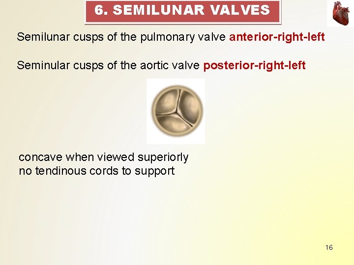 6. SEMILUNAR VALVES Semilunar cusps of the pulmonary valve anterior-right-left Seminular cusps of the 6. SEMILUNAR VALVES Semilunar cusps of the pulmonary valve anterior-right-left Seminular cusps of the