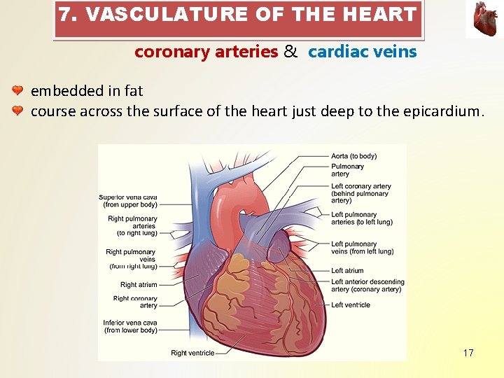 7. VASCULATURE OF THE HEART coronary arteries & cardiac veins embedded in fat course 7. VASCULATURE OF THE HEART coronary arteries & cardiac veins embedded in fat course