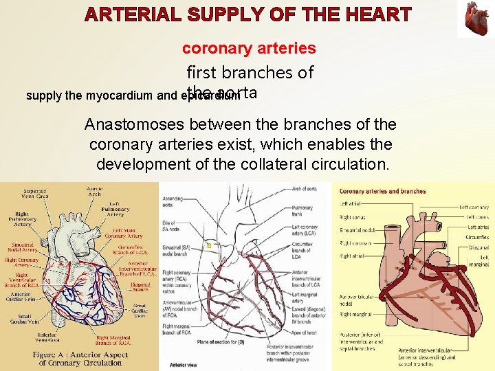 ARTERIAL SUPPLY OF THE HEART coronary arteries first branches of the aorta supply the ARTERIAL SUPPLY OF THE HEART coronary arteries first branches of the aorta supply the