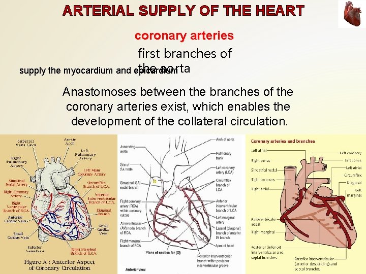 ARTERIAL SUPPLY OF THE HEART coronary arteries first branches of the aorta supply the
