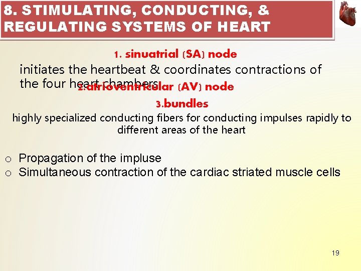 8. STIMULATING, CONDUCTING, & REGULATING SYSTEMS OF HEART 1. sinuatrial (SA) node initiates the 8. STIMULATING, CONDUCTING, & REGULATING SYSTEMS OF HEART 1. sinuatrial (SA) node initiates the