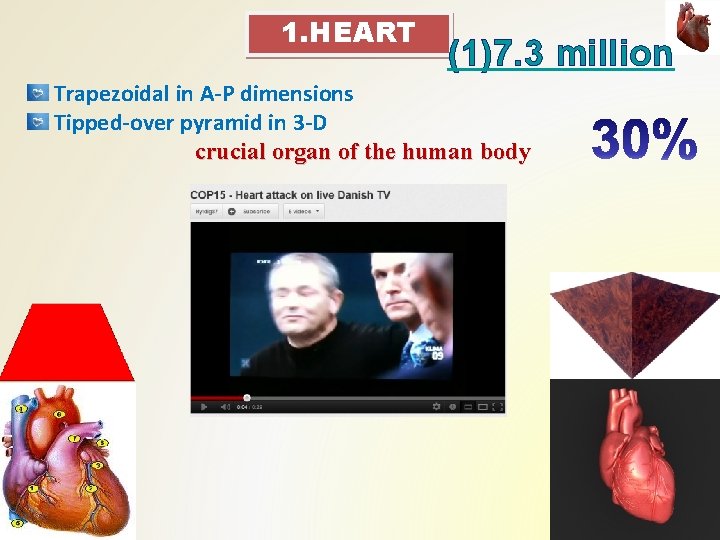 1. HEART (1)7. 3 million Trapezoidal in A-P dimensions Tipped-over pyramid in 3 -D 1. HEART (1)7. 3 million Trapezoidal in A-P dimensions Tipped-over pyramid in 3 -D